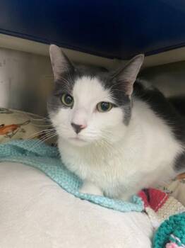 Rescue Domestic Short Hair Cats for Adoption in Whitby, Ontario - Ned | PetCurious