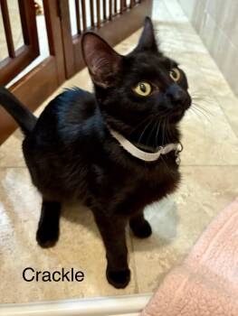 Domestic Short Hair Cats Available for Adoption - Crackle | PetCurious