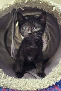 Irene -  Domestic Short Hair Cat for Adoption in Lovingston, Virginia - Irene | PetCurious