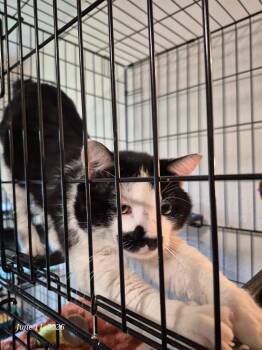 Patches -  Domestic Short Hair Cat for Adoption in Thompson Falls, Montana - Patches | PetCurious