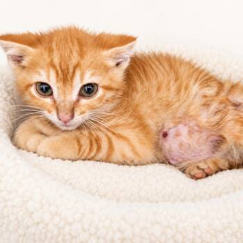 Wilbur -  Domestic Short Hair Cat for Adoption in Redwood Falls, Minnesota - Wilbur | PetCurious