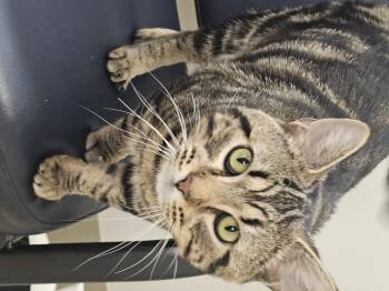 Rescue Tabby Cats for Adoption in Bluffton, Indiana - Toffee | PetCurious