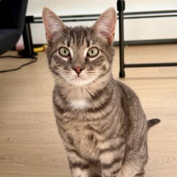 Domestic Short Hair Cats Available for Adoption in Walden, New York - Leon | PetCurious