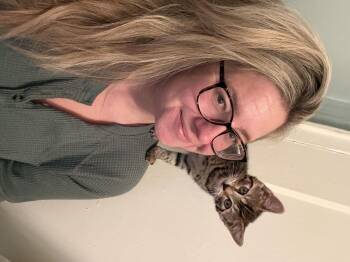 Milo -  Domestic Short Hair Cat for Adoption in North Haledon, New Jersey - Milo | PetCurious