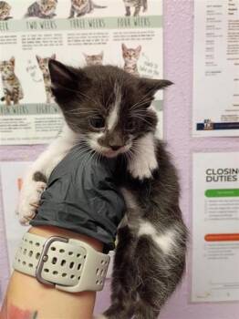 k4 -  Domestic Short Hair Cat for Adoption in El Paso, Texas - K4 | PetCurious