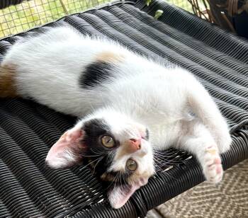 Heidi -  Domestic Short Hair Cat for Adoption in Beaufort, South Carolina - Heidi | PetCurious