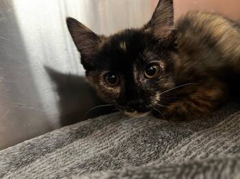 Sylvia -  Domestic Short Hair Cat for Adoption in Logan, Utah - Sylvia | PetCurious