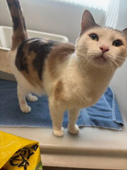 Rescue Calico Cats for Adoption in Hopewell, Virginia - Artemis | PetCurious