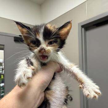 Nova -  Domestic Short Hair Cat for Adoption in Sand Springs, Oklahoma - Nova | PetCurious