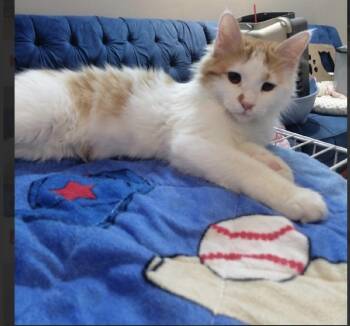 McNuggets -  Turkish Angora and Turkish Van Cat Available for Adoption in Randolph, Massachusetts - McNuggets | PetCurious
