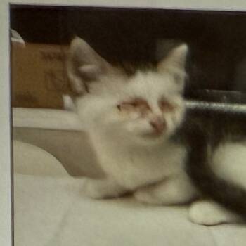 Rescue Domestic Short Hair Cats for Adoption in Houston, Texas - Jedi AKA Ray Ray | PetCurious