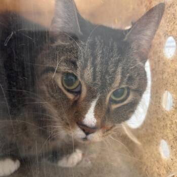 Domestic Short Hair Cats Available for Adoption - Tigger | PetCurious