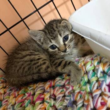 Rescue Domestic Short Hair Cats for Adoption in Hamilton, Georgia - Angelica | PetCurious