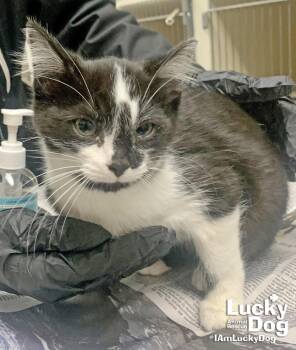 TEST CAT GEORGE -  Domestic Short Hair Cat for Adoption in Washington, District Of Columbia - TEST CAT GEORGE | PetCurious