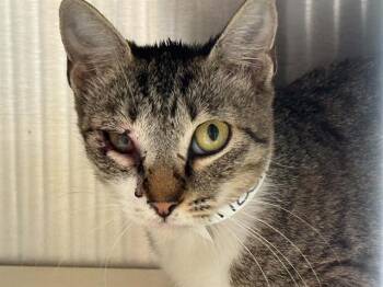 RACHAEL -  Domestic Short Hair Cat for Adoption in Tustin, California - RACHAEL | PetCurious