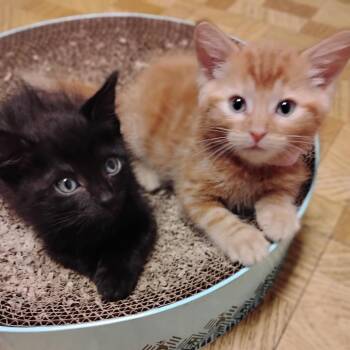 Ariel(p) -  Domestic Short Hair Cat for Adoption in Denver, Colorado - Ariel(p) | PetCurious