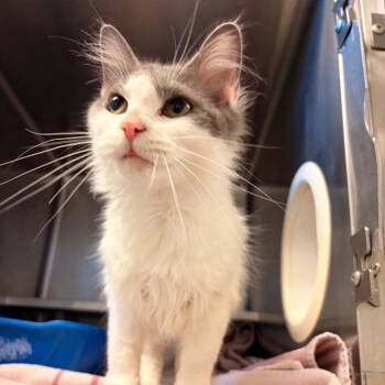 Hazel -  Domestic Medium Hair Cat for Adoption in Bristol, Indiana - Hazel | PetCurious