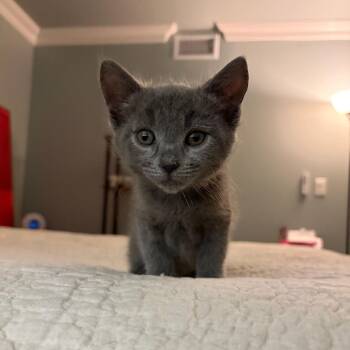 Domestic Short Hair Cats Available for Adoption in Spokane, Washington - Boo Boo | PetCurious