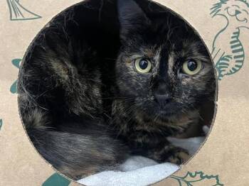 Domestic Short Hair Cats Available for Adoption - PIGEON | PetCurious