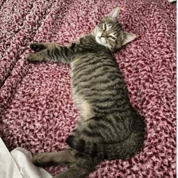 Tabby Cats Available for Adoption - Thor | PetCurious