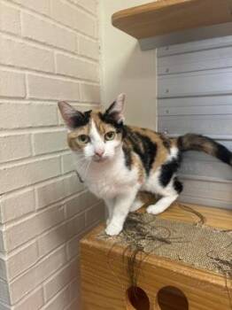 Domestic Short Hair Cats Available for Adoption - Billie | PetCurious