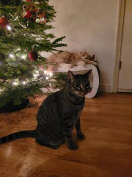 Domestic Short Hair Cats Available for Adoption in Lakehead, California - Cleo | PetCurious