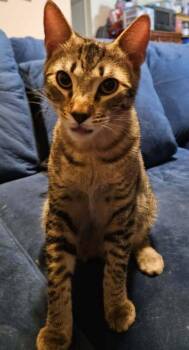 Domestic Medium Hair Cats Available for Adoption in Orlando, Florida - Pinto | PetCurious