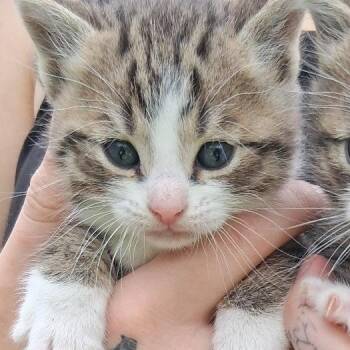 Domestic Short Hair Cats Available for Adoption in Ringtown, Pennsylvania - Crystal | PetCurious