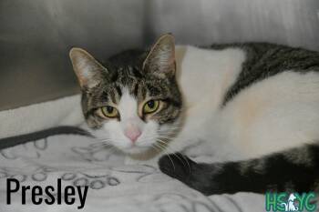 Presley -  Domestic Short Hair Cat for Adoption in Fort Mill, South Carolina - Presley | PetCurious