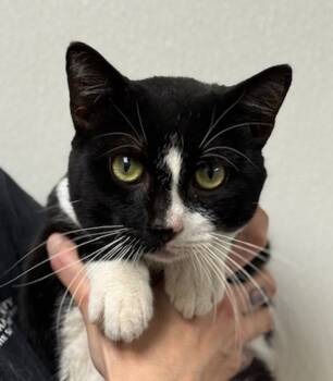 Rescue Domestic Short Hair Cats for Adoption in Littleton, Colorado - Maurice | PetCurious