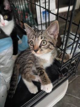 Lester -  Domestic Short Hair Cat for Adoption in Louisa, Virginia - Lester | PetCurious