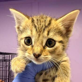 Domestic Short Hair Cats Available for Adoption in Redwood Valley, California - Yuzu | PetCurious