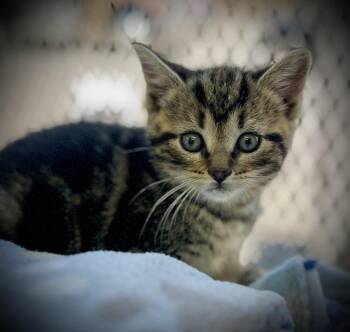 Domestic Short Hair Cats Available for Adoption in Chalfont, Pennsylvania - Dream | PetCurious