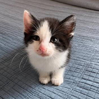 Figaro -  Domestic Short Hair Cat for Adoption in Hackett, Arkansas - Figaro | PetCurious