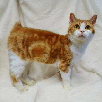 Manx Cats Available for Adoption in Versailles, Kentucky - Rue | PetCurious