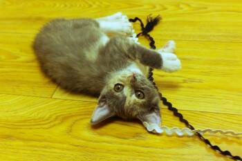 Faye -  Dilute Tortoiseshell Cat for Adoption in Urbana, Ohio - Faye | PetCurious