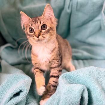 Fig -  Domestic Short Hair Cat for Adoption in Columbus, Georgia - Fig | PetCurious