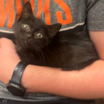 AYOMI -  Domestic Short Hair Cat for Adoption in San Antonio, Texas - AYOMI | PetCurious