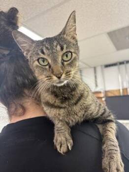 Buffy -  Domestic Short Hair Cat for Adoption in Lake Tapwingo, Missouri - Buffy | PetCurious