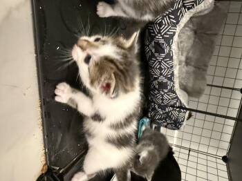 Shaggy -  Domestic Short Hair Cat for Adoption in Disputanta, Virginia - Shaggy | PetCurious
