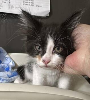 Domestic Medium Hair Cats Available for Adoption in Bolivar, Missouri - Sole | PetCurious