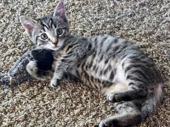 Rescue Domestic Short Hair Cats for Adoption in Fort Wayne, Indiana - SPLASH | PetCurious