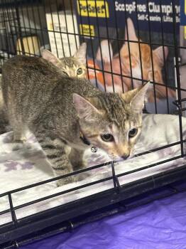 Lovey -  Tabby Cat for Adoption in Deltona, Florida - Lovey | PetCurious