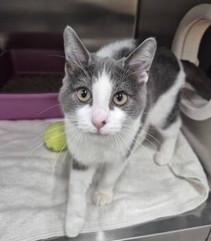 SUDBURY -  Domestic Short Hair Cat for Adoption in Vaughan, Ontario - SUDBURY | PetCurious