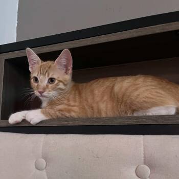 Mars -  Domestic Short Hair Cat for Adoption in Weehawken Township, New Jersey - Mars | PetCurious