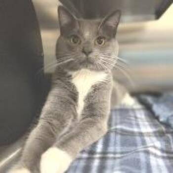 Cat 08/04/2026 -  Domestic Short Hair Cat for Adoption in Bullhead City, Arizona - Cat 08/04/2026 | PetCurious