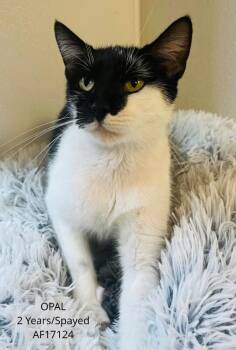 Opal -  Domestic Short Hair Cat for Adoption - Opal | PetCurious