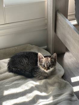 Rescue Domestic Short Hair Cats for Adoption in Bonsall, California - Sulo 4843 | PetCurious