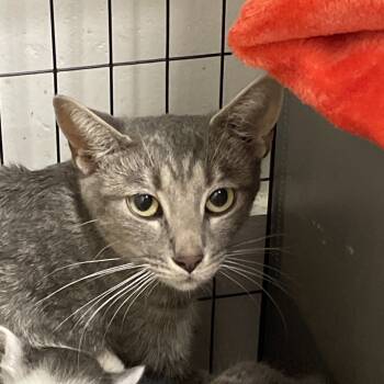 Rescue Domestic Short Hair Cats for Adoption in Brownsboro, Alabama - Sprite | PetCurious