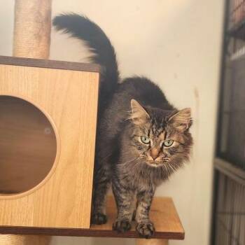 Melanie -  Domestic Long Hair Cat for Adoption in Toms Brook, Virginia - Melanie | PetCurious